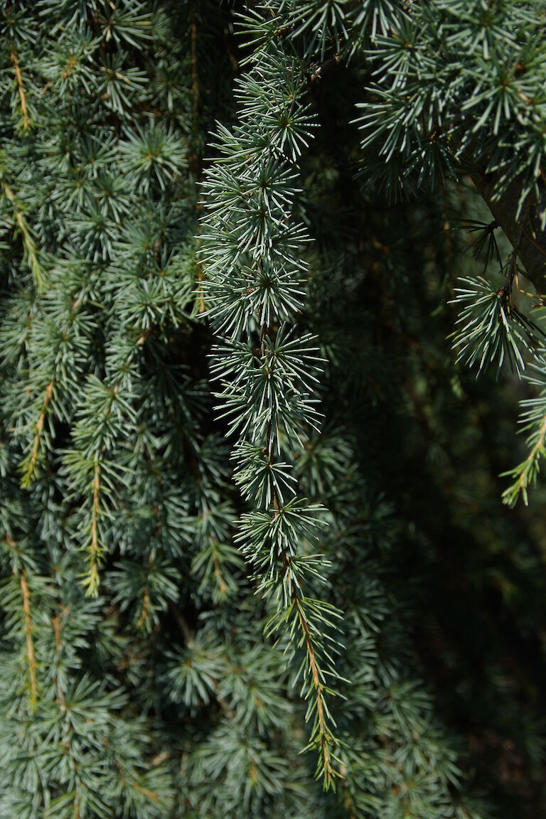 Cedrus atlantica 'Glauca Pendula'