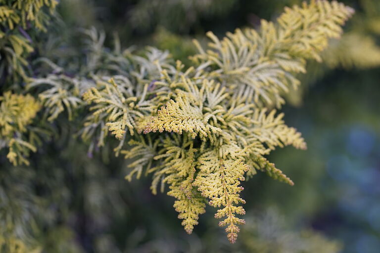 Chamaecyparis obtusa Tetragona Aurea