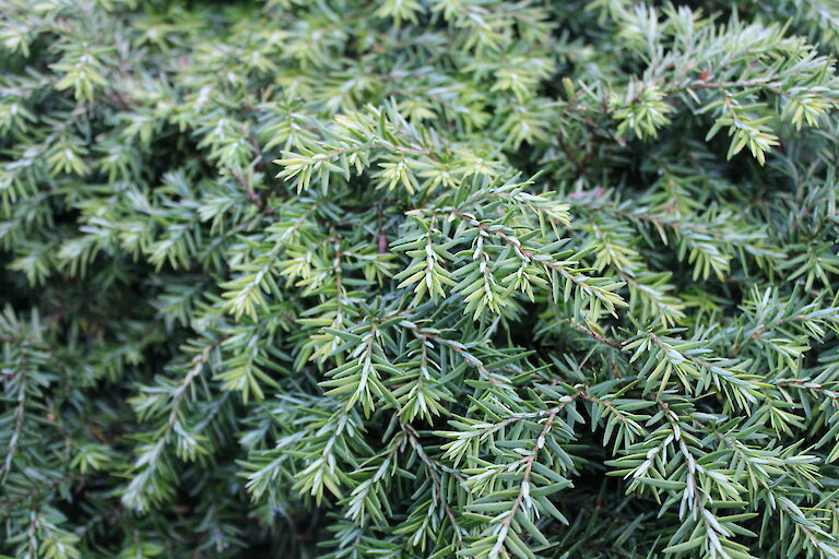 Tsuga canadensis 'Nana'