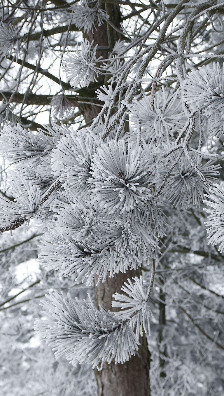  Pinus nigra