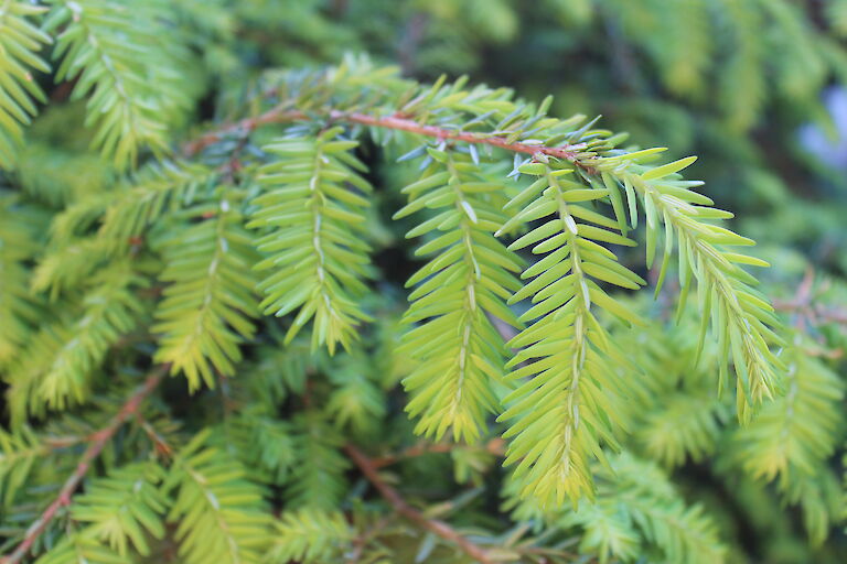 Tsuga canadensis