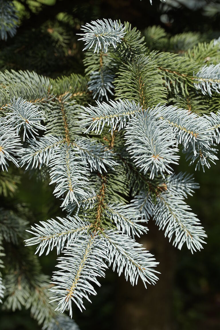 Picea pungens Oldenburg