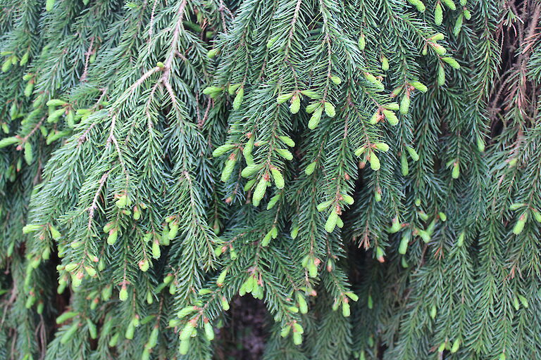 Picea omorika 'Pendula Kuck'