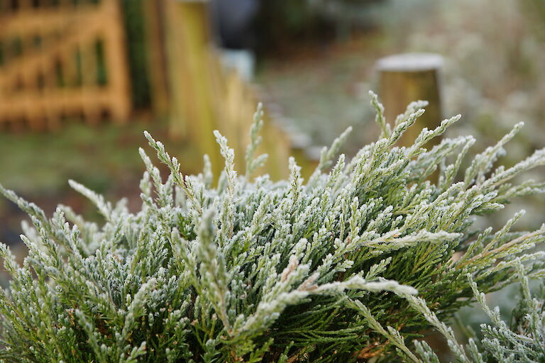 Juniperus media 'Mint Julep'