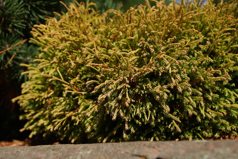 Thuja occidentalis 'Golden Tuffet'