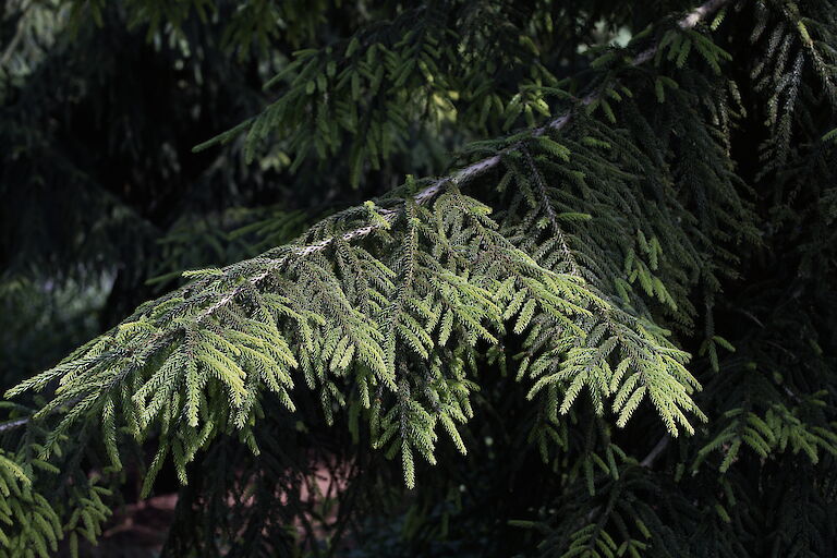 Picea orientalis Golden Start