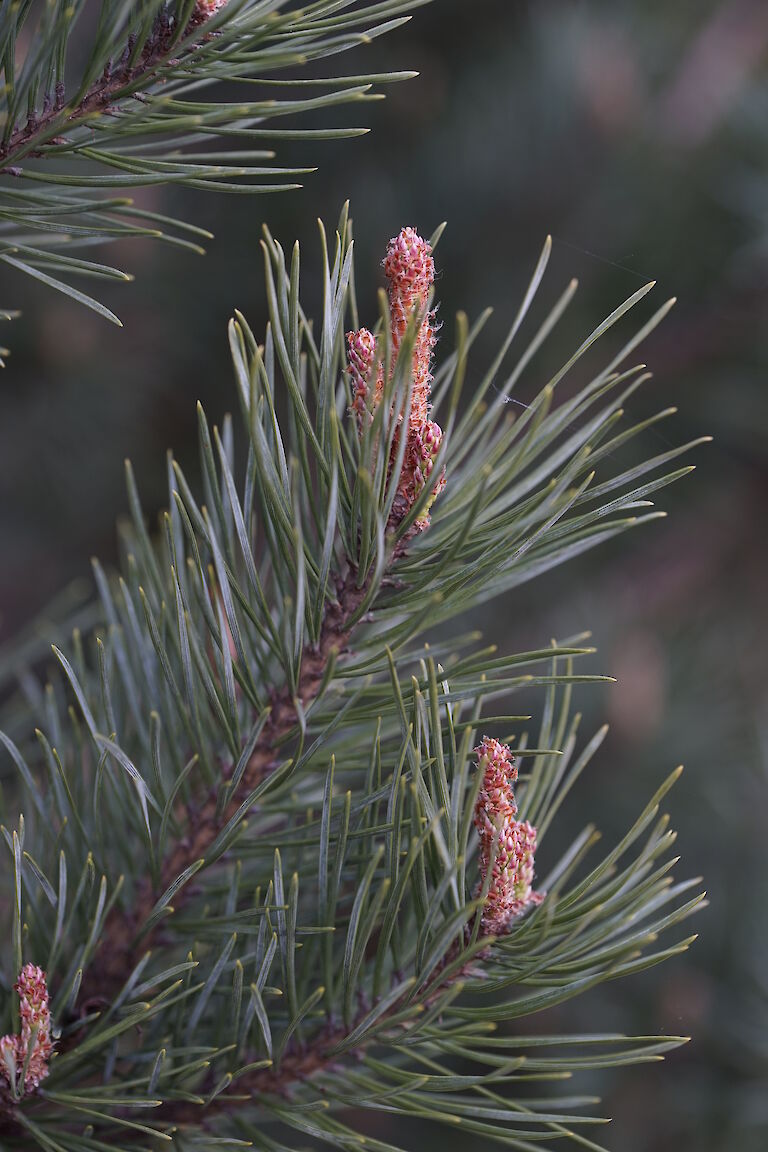 Pinus sylvestris Watereri