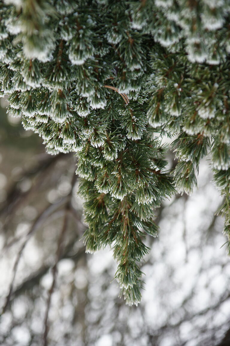 Picea glauca 'Conica' Winter