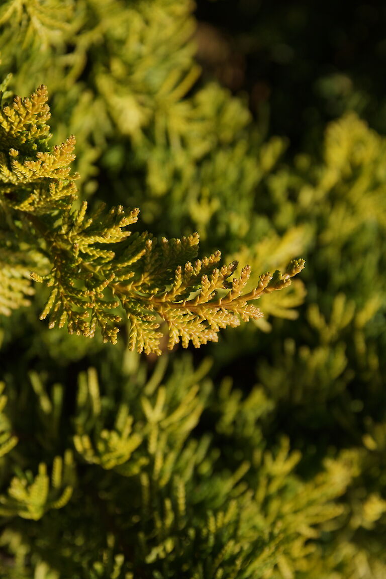 Chamaecyparis obtusa 'Tetragona Aurea'