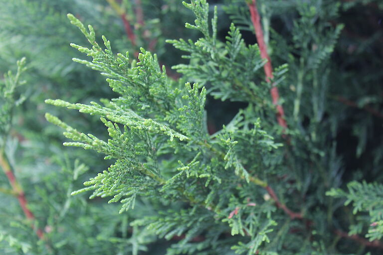 X Cupressocyparis leylandii