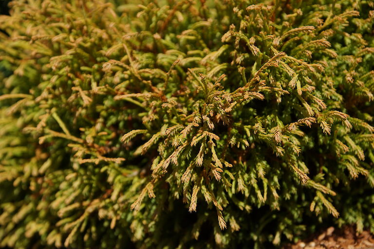 Thuja occidentalis 'Golden Tuffet'