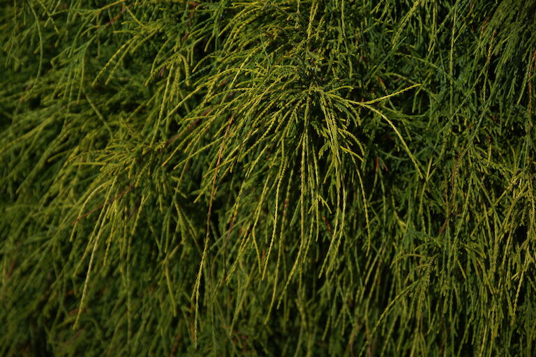 Chamaecyparis pisifera 'Filifera Aurea Nana'