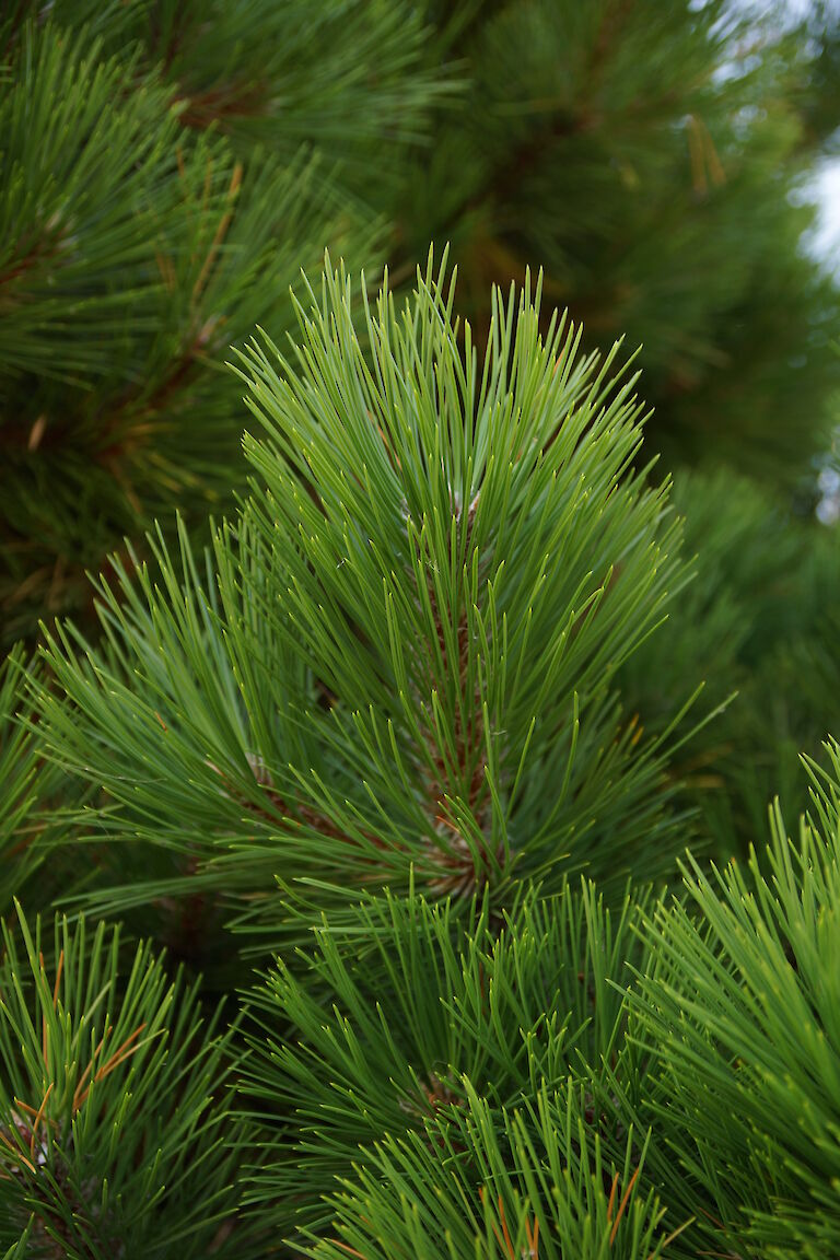 Pinus nigra 'Helga'