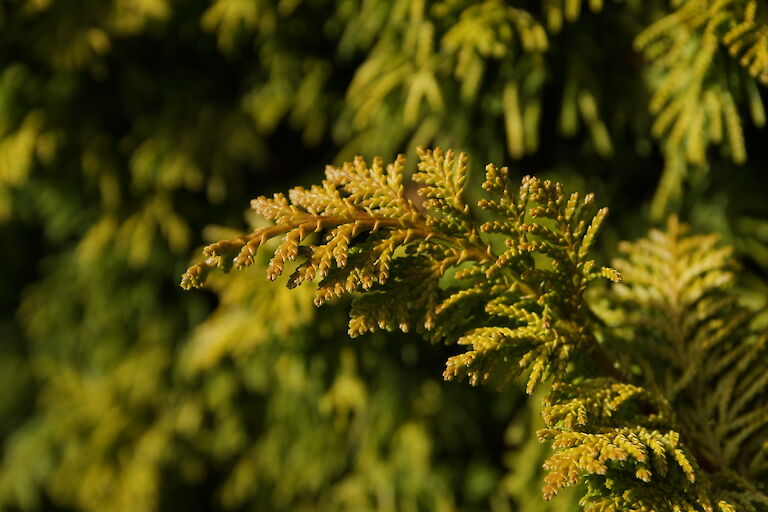 Chamaecyparis obtusa 'Tetragona Aurea'