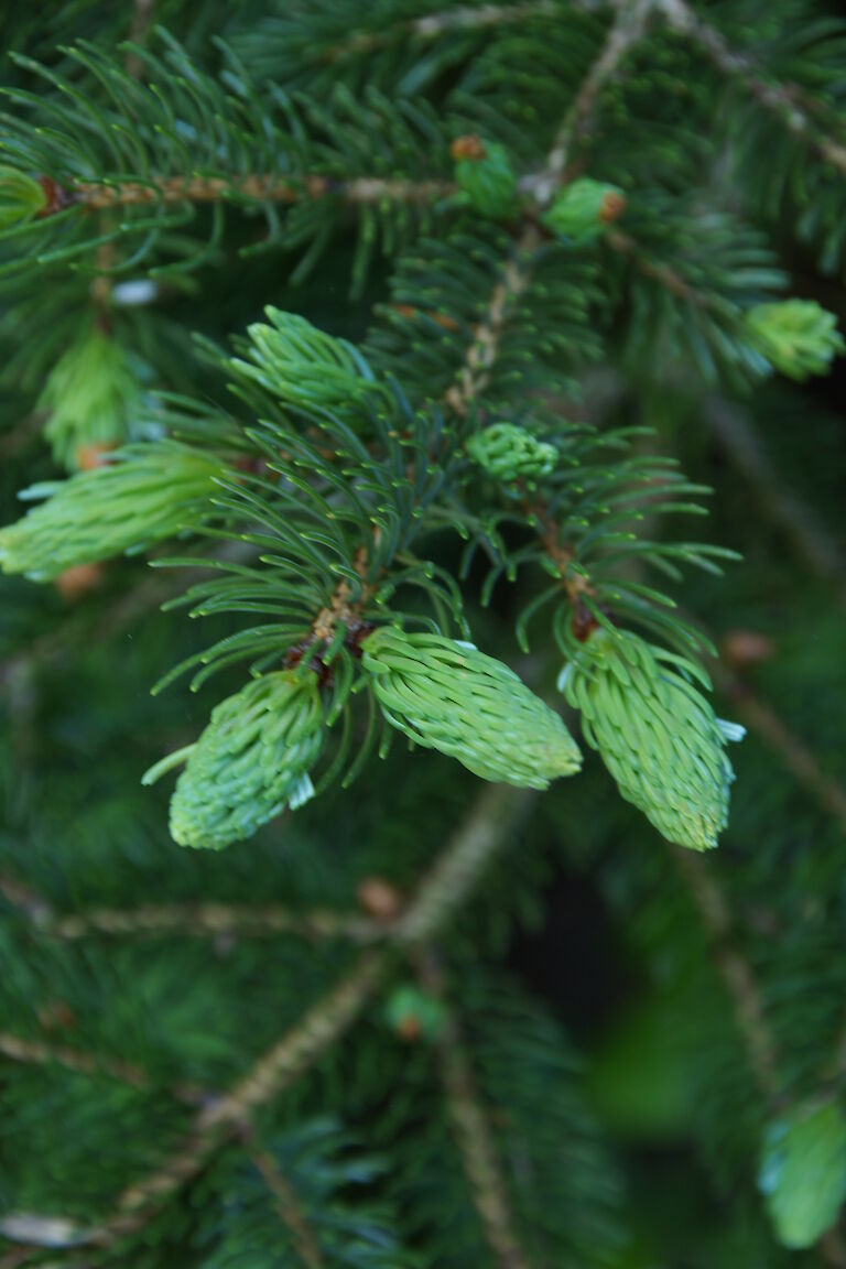 Picea mariorika 'Machala'