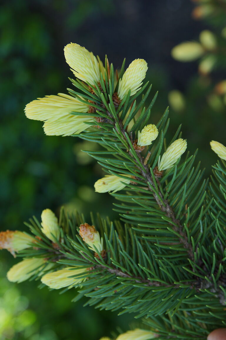 Picea pungens 'Maigold'