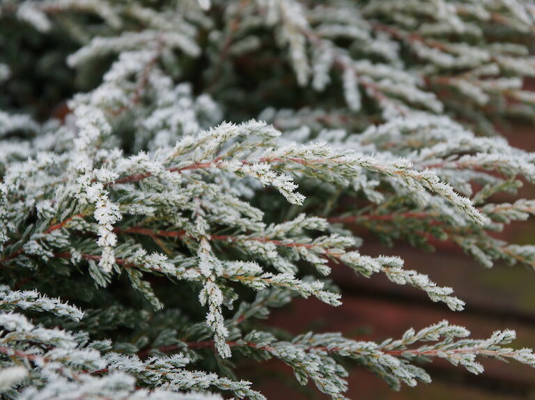 Juniperus communis 'Green Carpet' Winter
