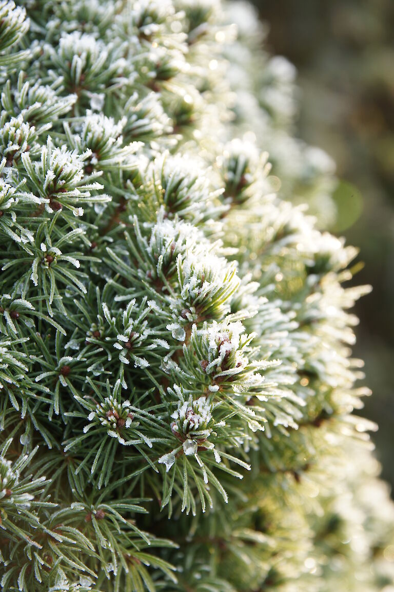 Picea glauca 'Conica' Winter