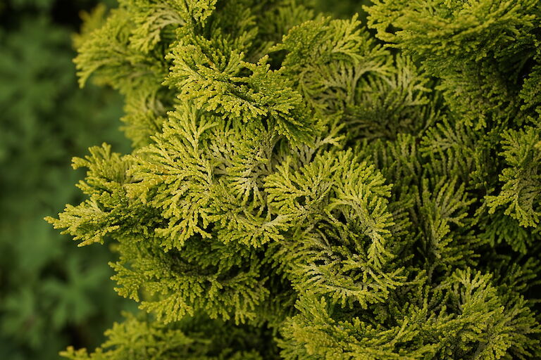 Chamaecyparis obtusa Nana Aurea