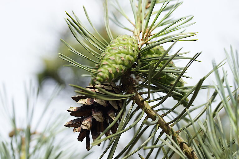 Pinus sylvestris Glauca