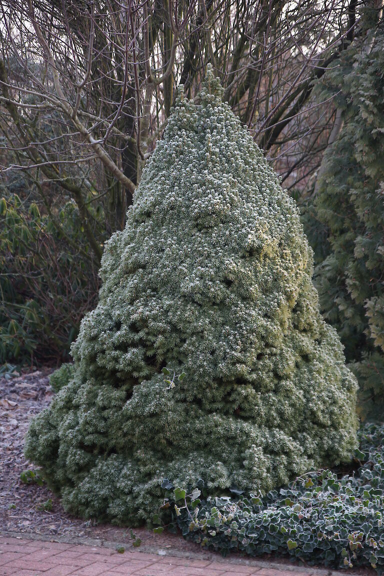 Picea glauca 'Conica' Winter