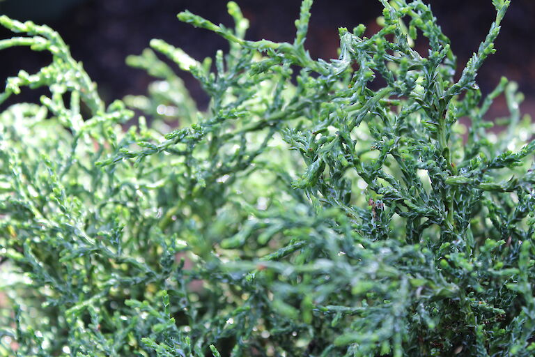 Chamaecyparis obtusa 'Lycopodioides'