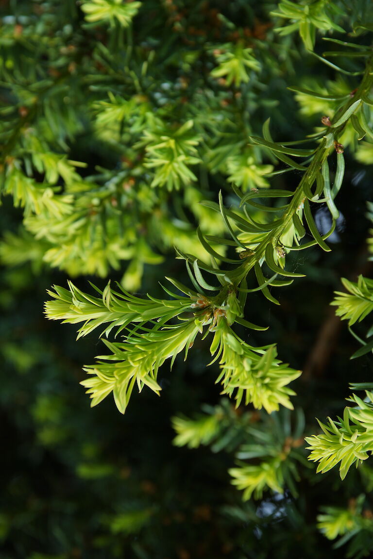 Taxus baccata 'Errecta'