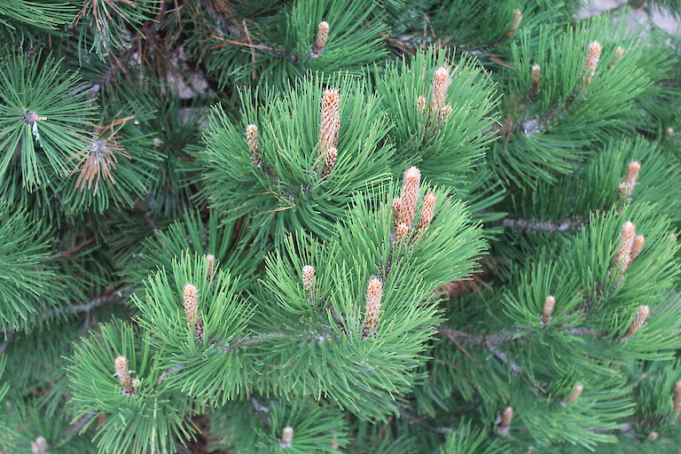 Pinus heldreichii 'Compact Gem'