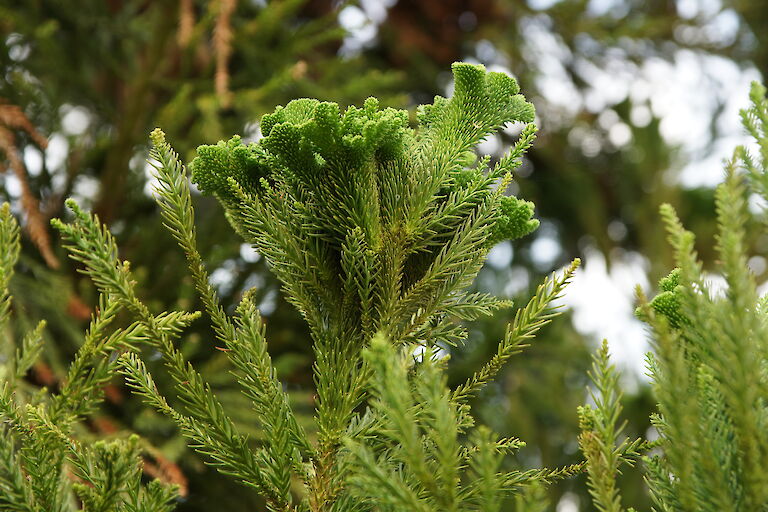 Cryptomeria japonica 'Cristata'