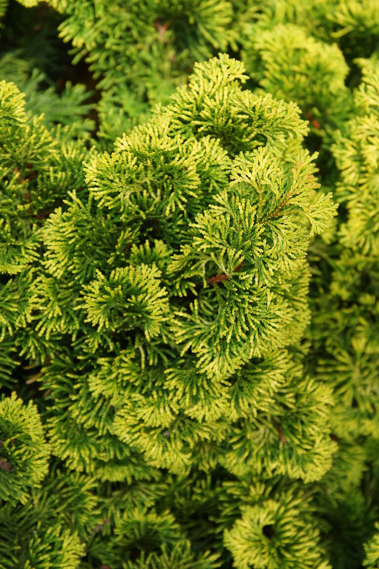 Chamaecyparis obtusa 'Aurora'