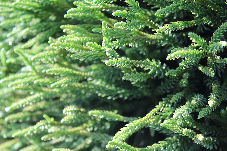 Cryptomeria japonica 'Little Champion'