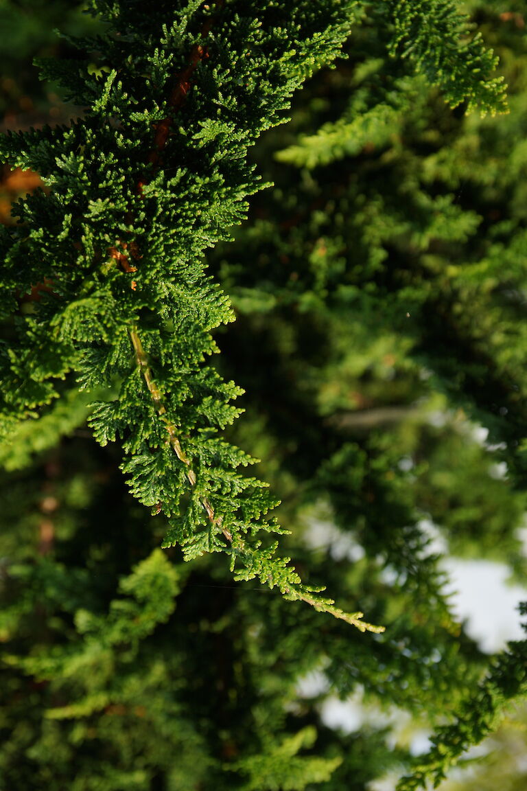 Chamaecyparis obtusa 'Drath'