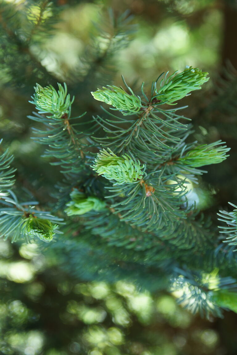 Picea mariorika 'Machala'