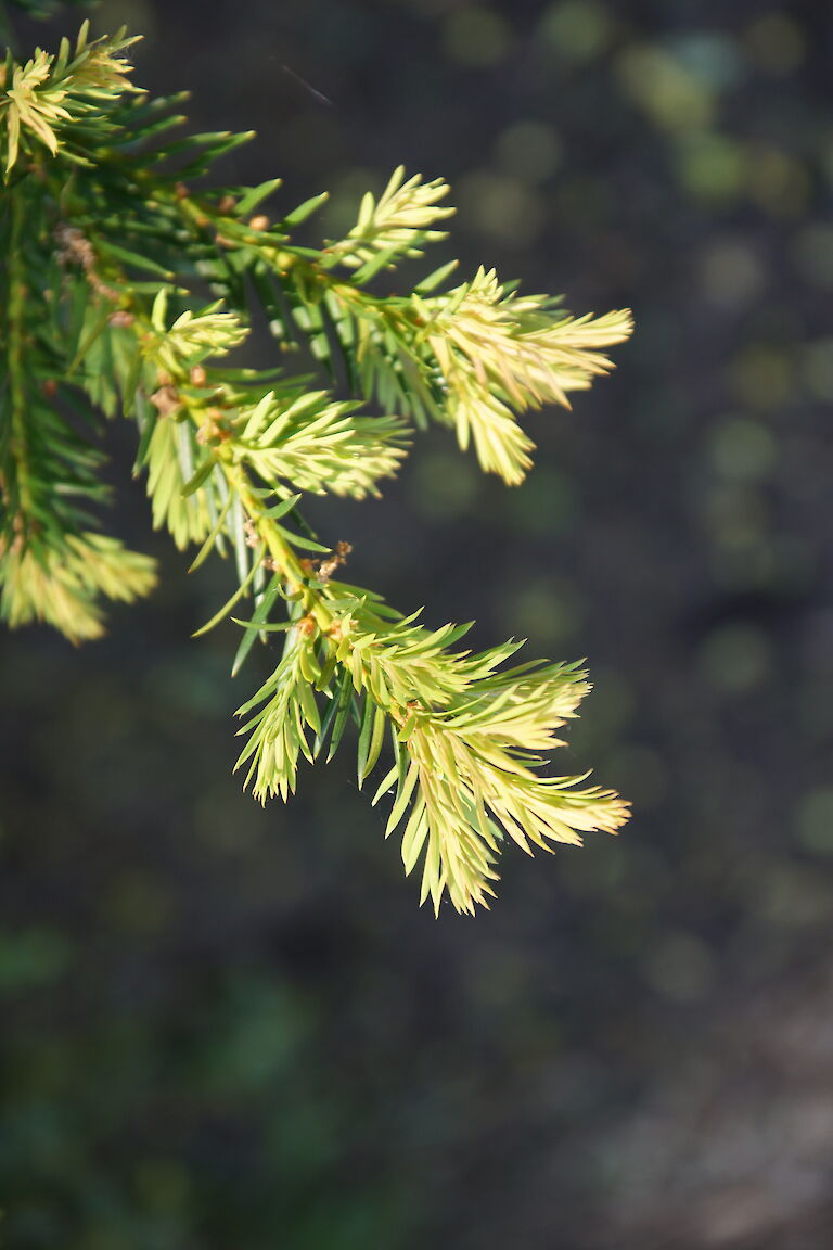 Taxus baccata 'Westerstede'