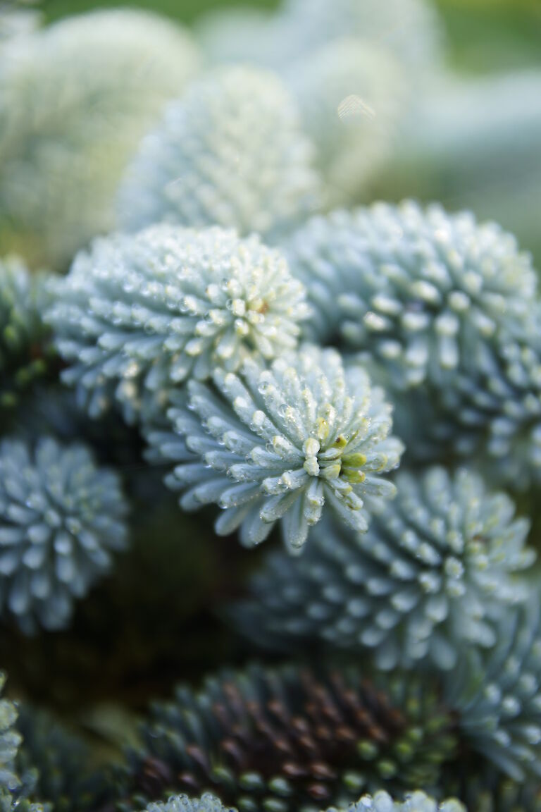 Abies procera 'Glauca'