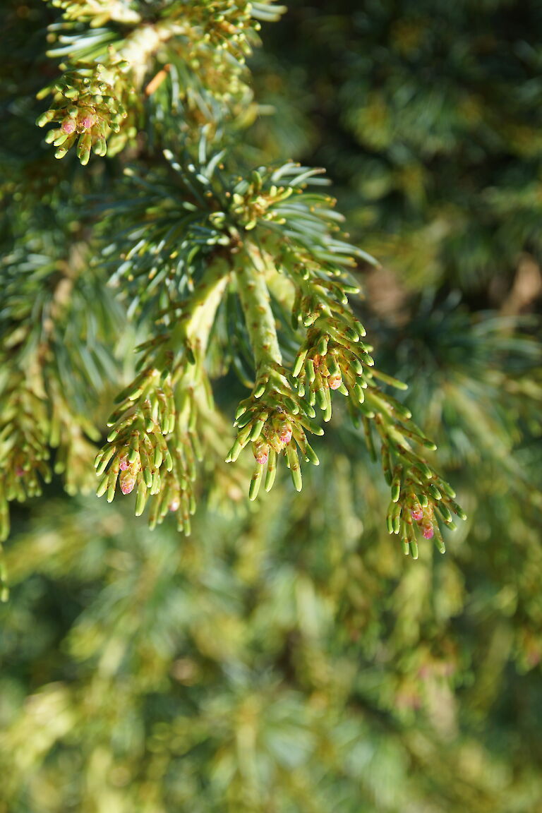 Pinus parviflora 'Hagoromo'