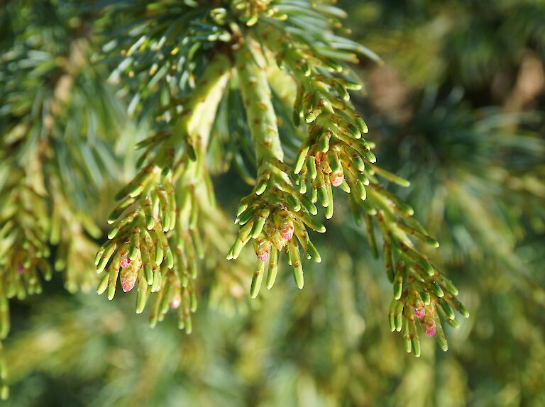 Pinus parviflora 'Hagoromo'