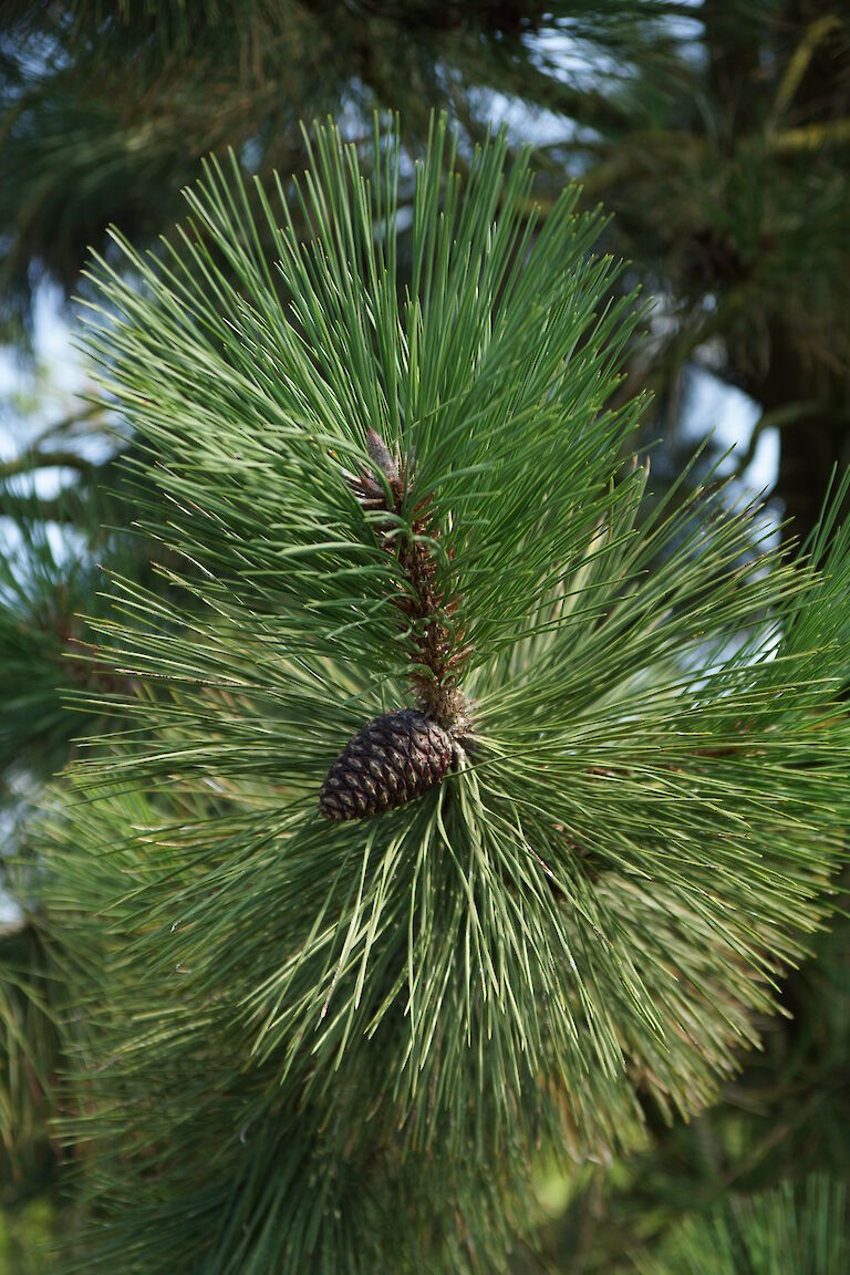 Pinus ponderosa