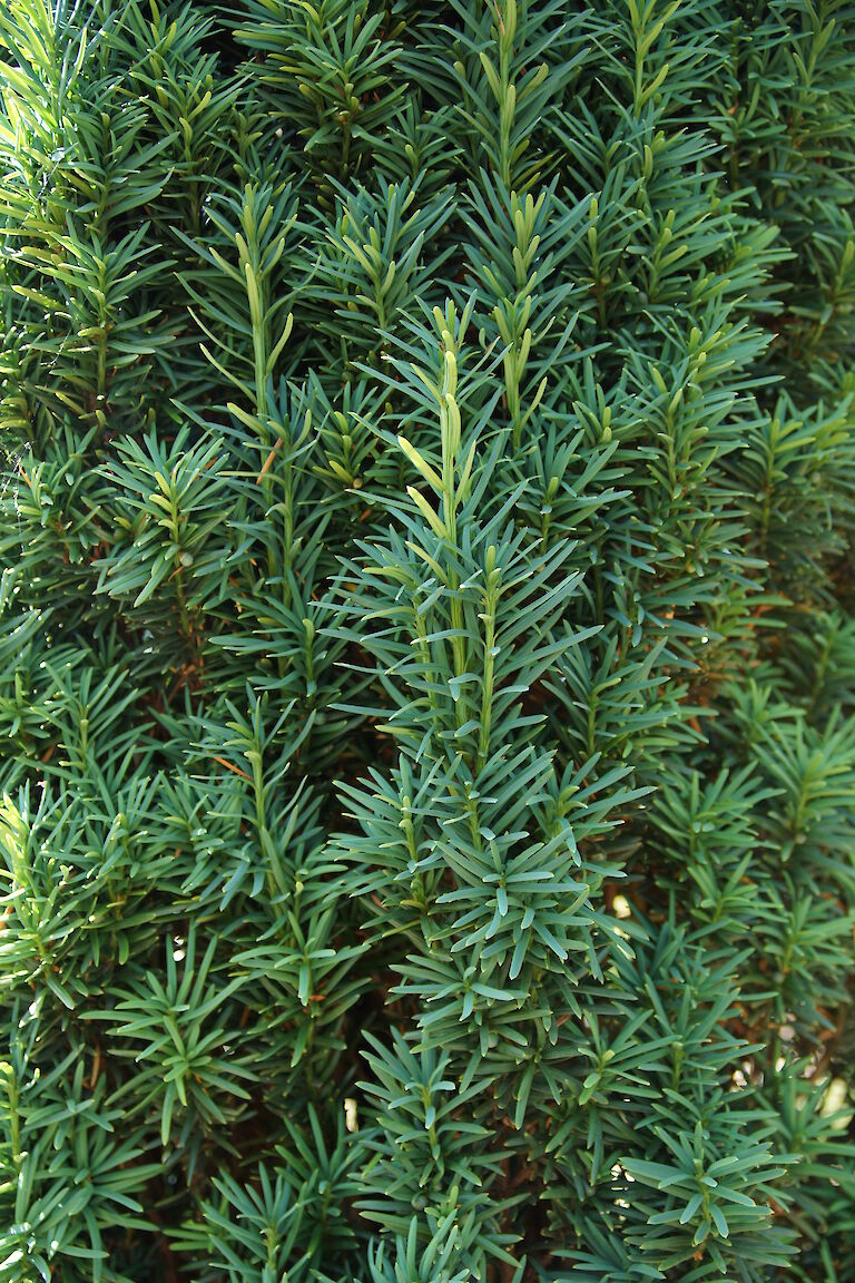 Taxus baccata 'Fastigiata Robusta'