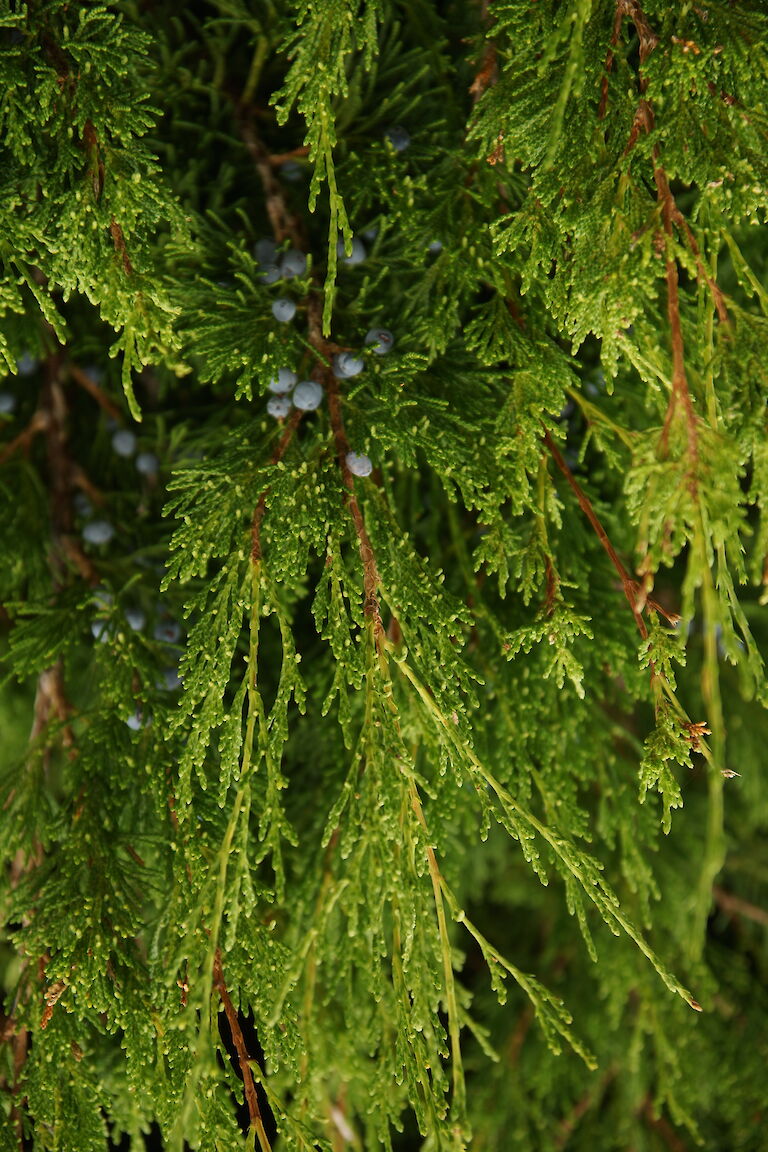 Juniperus virginiana 'Kim'