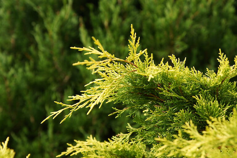 Juniperus pfitzeriana 'Old Gold'