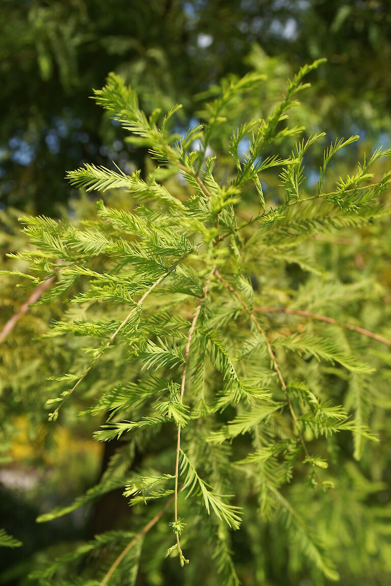 Taxodium distichum