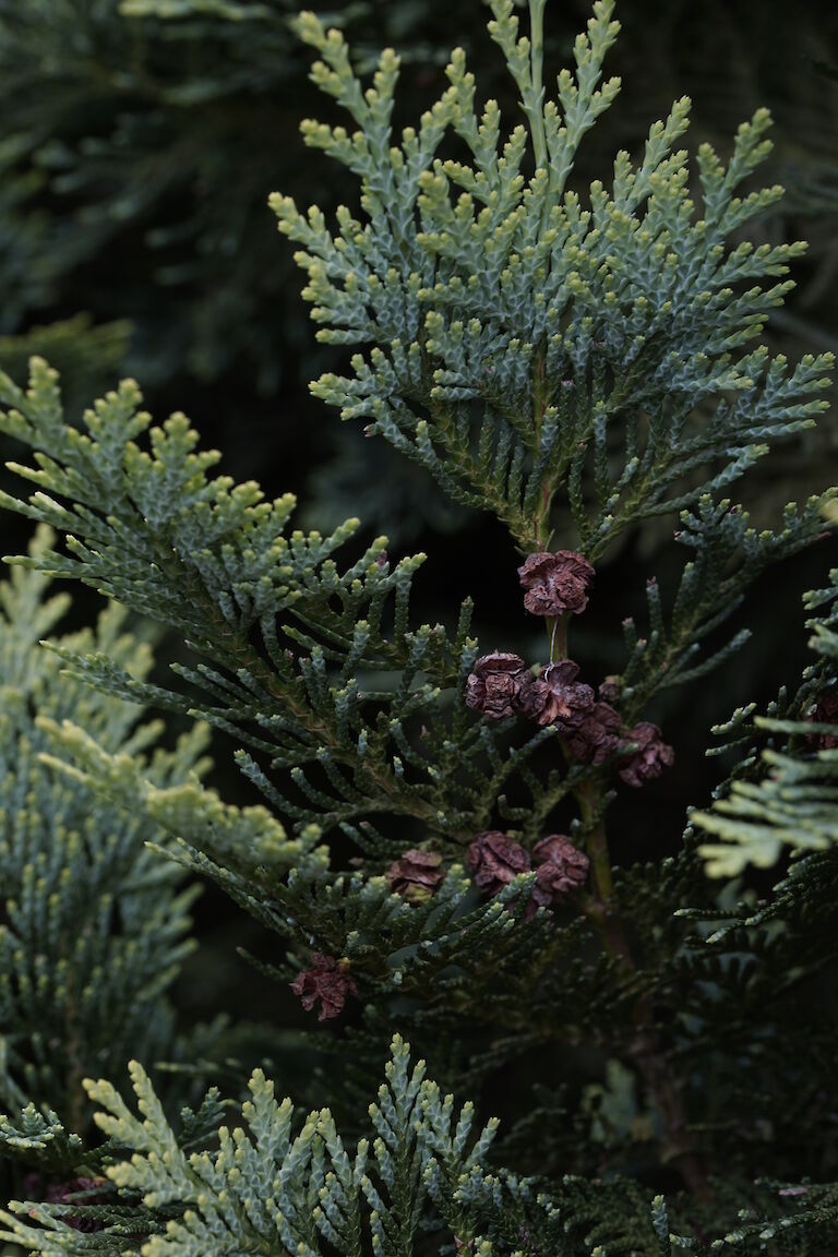 Chamaecyparis lawsoniana Yellow Spot