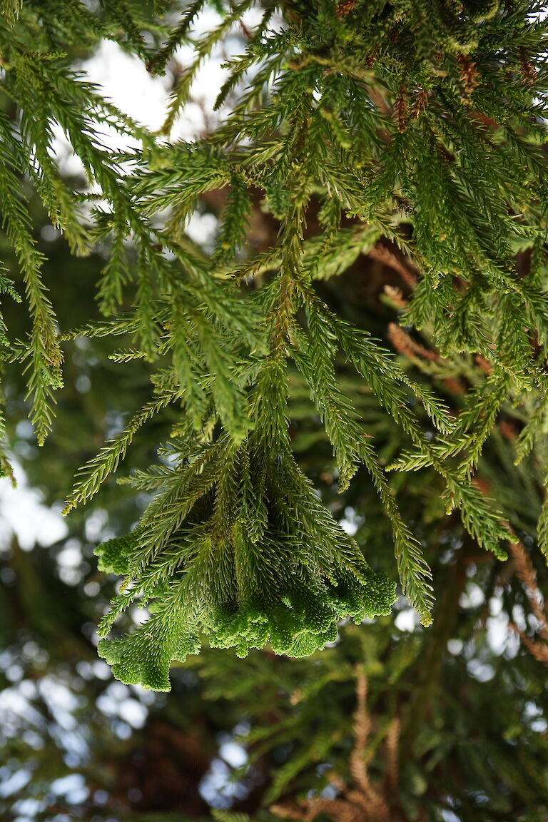 Cryptomeria japonica 'Cristata'