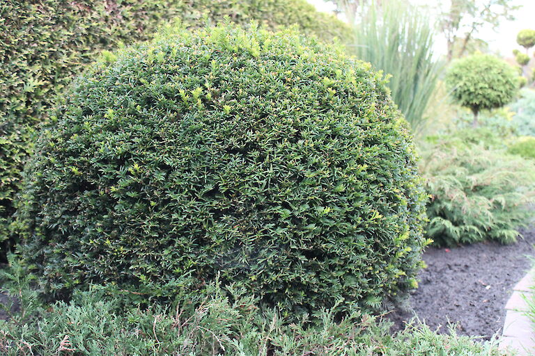 Taxus baccata Kugel