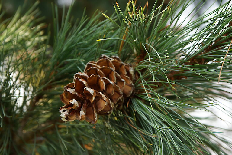 Pinus monticola