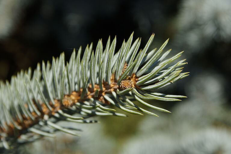 Picea pungens 'Moerheimi'