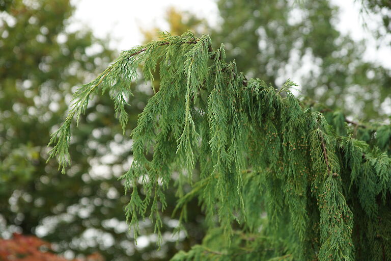 Chamaecyparis nootkatensis 'Pendula'