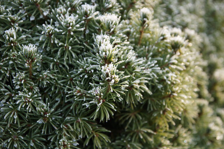 Picea glauca 'Conica' Winter