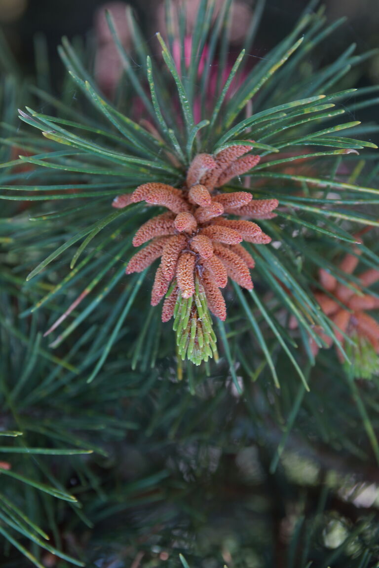 Pinus contorta